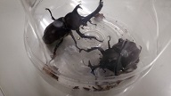 カブトムシ.jpg